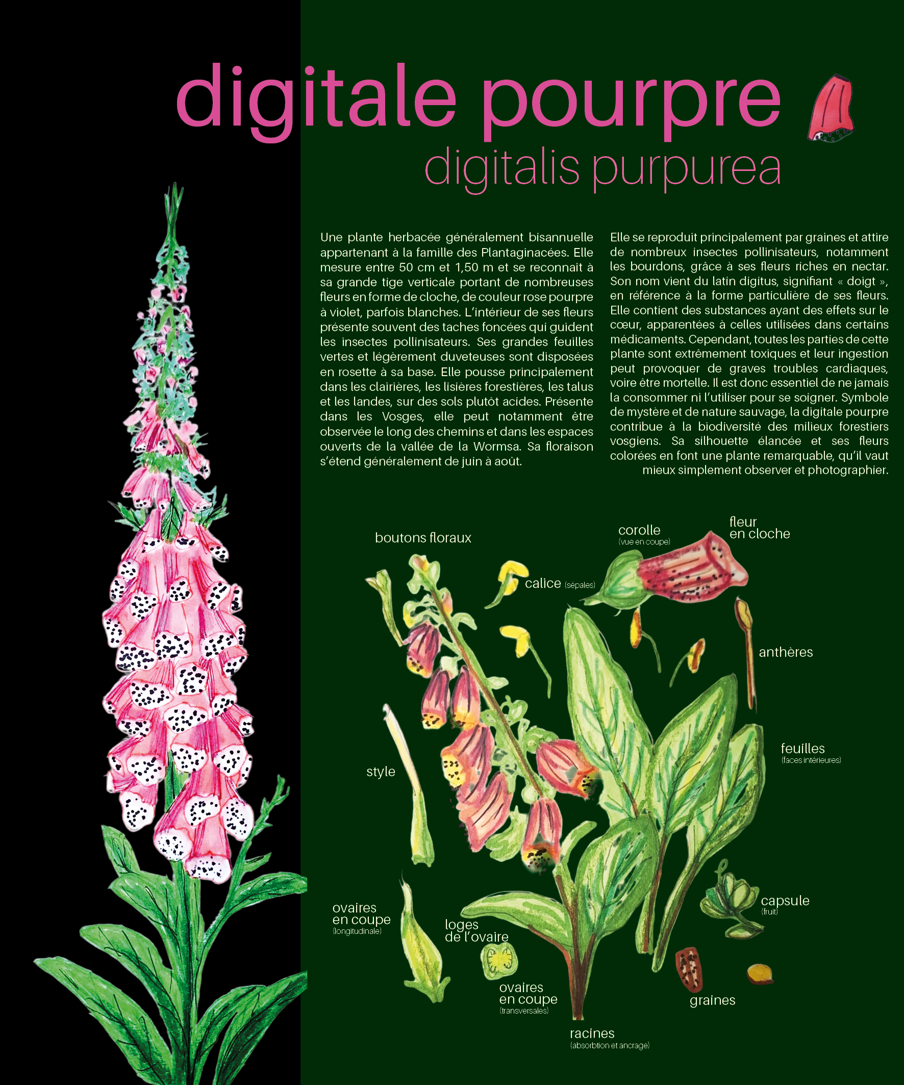 Digitale Pourpre panneau
